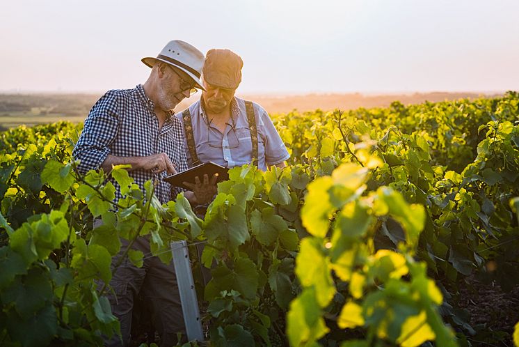 vignerons