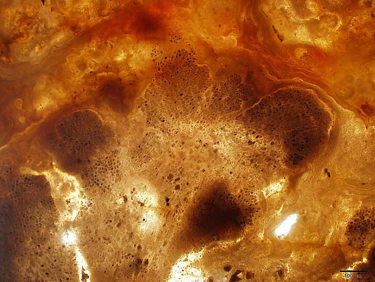 Fossil rödalg - världens äldsta växt