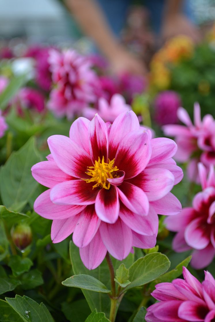 Dahlia