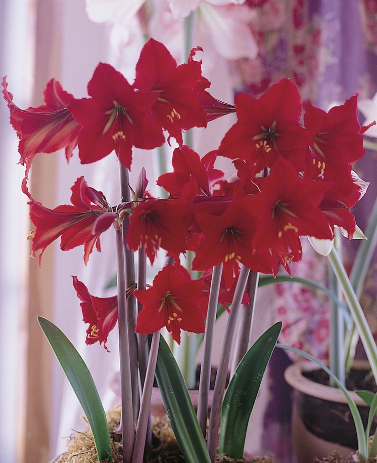 Amaryllis, Hippeastrum, 'Scarlet Baby'