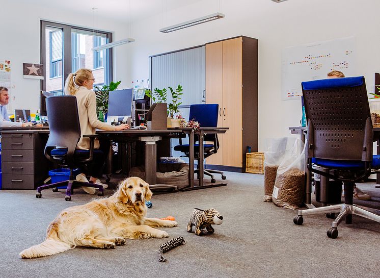 In der Fressnapf-Unternehmenszentrale "Alltag": Der Kollege Hund ist mit am Arbeitsplatz