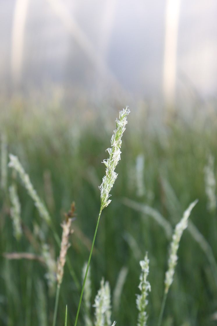 Höstälväxing, Sesleria autumnalis Vårnyhet 2014, Blomsterlandet