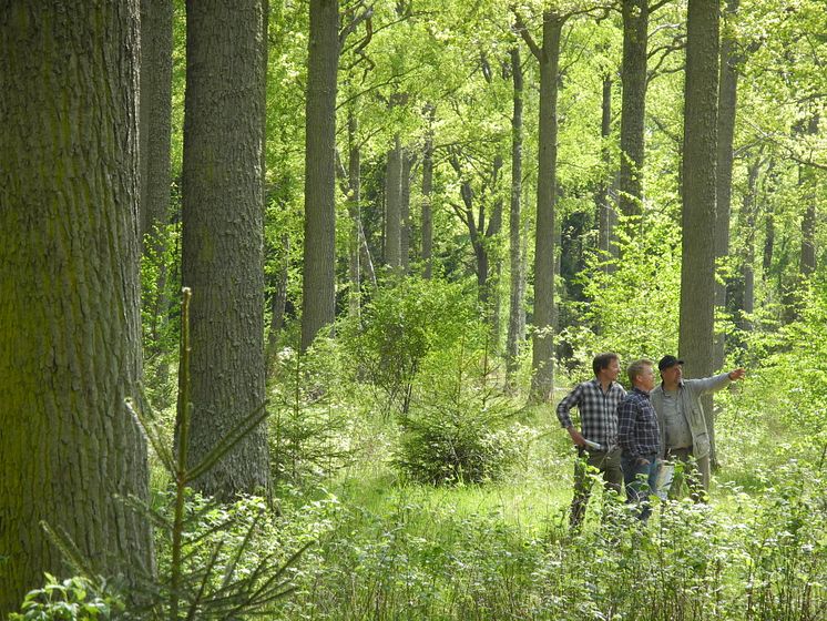 Ekskogen på Visingsö