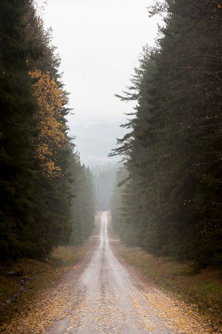 Grusväg i Finnskog
