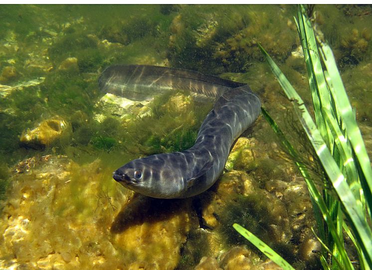 Blankål / Silver eel