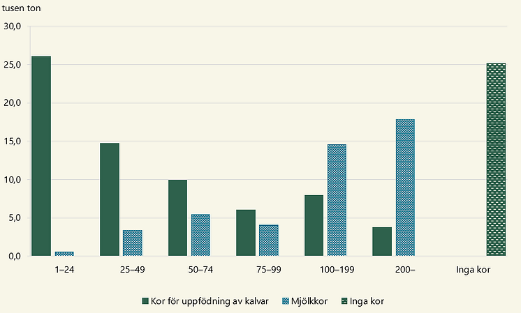 Diagram_slaktad kvantitet nötkött efter besättningsstorlek 2024