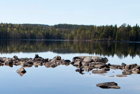 Analysen av kräftfynd i Skara klar: Det var inte marmorkräftor utan signalkräftor