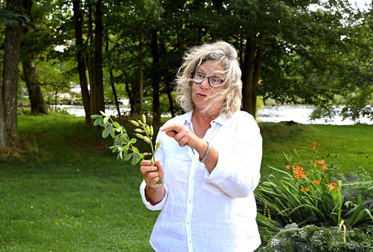 Aspen sol_Gunnel Carlsson STOR kopiera.jpg