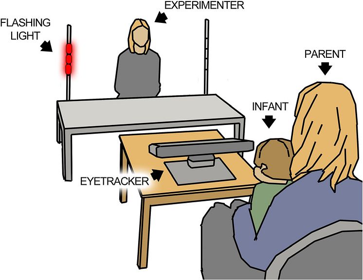 Illustration av experimentet som undersökte initiering av delad uppmärksamhet hos spädbarn.