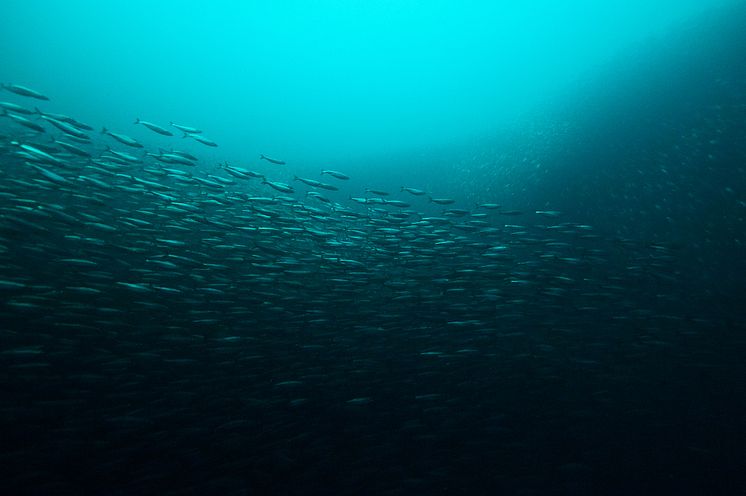 Shoal of Atlantic herring at the Norwegian coast