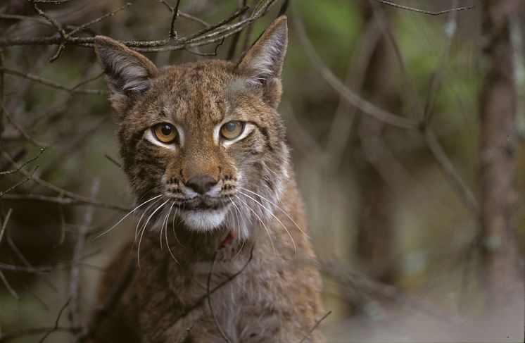 Lodjur / lynx