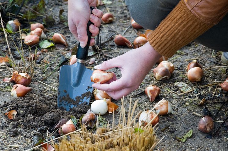 Plantering av tulpanlökar