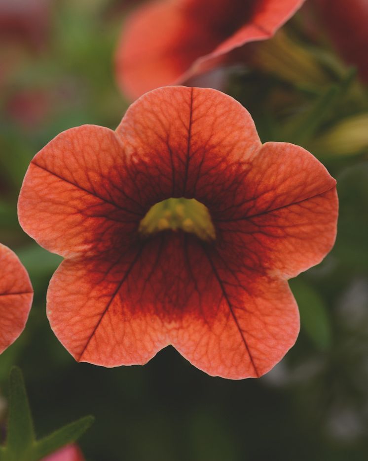 Småpetunia Conga Dark Orange Kiss