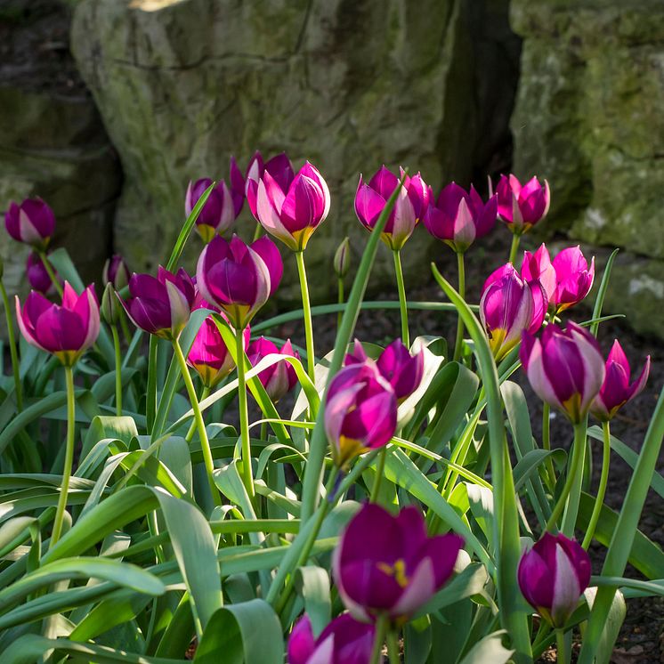 Tulipa humilis Persian Pearl-iBulb