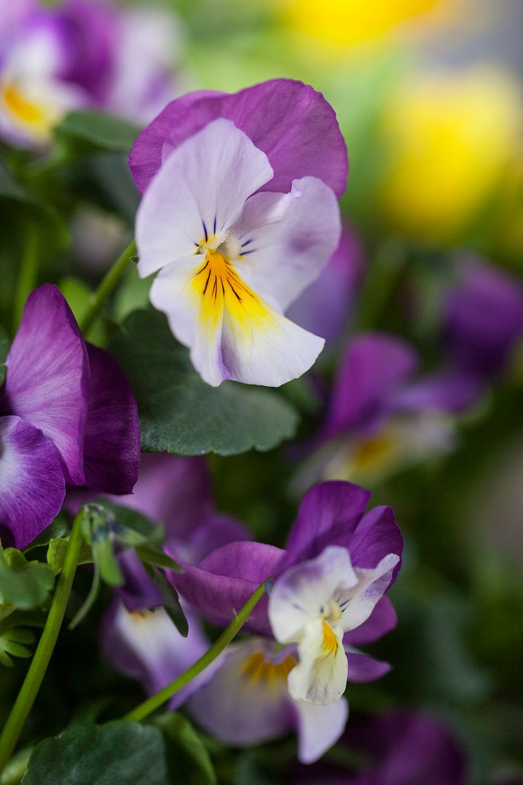 Viola stemorsblomst