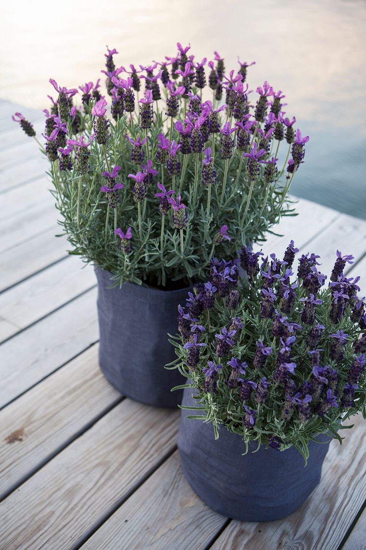 Lavendel i grow-in selvvanningspotte