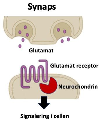 Connections two neurons and glutamate