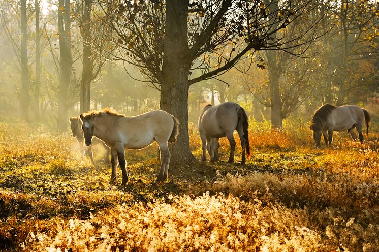 Morgonbete i Naturpark Barmin
