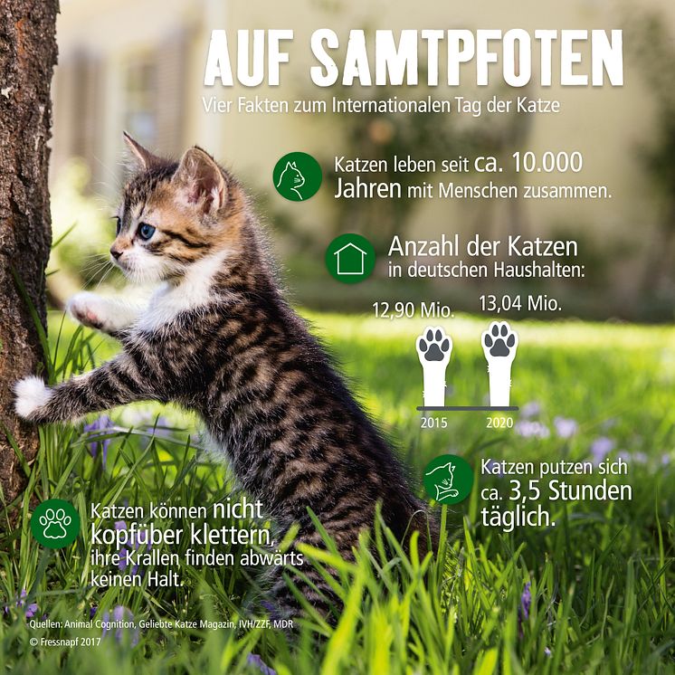 Infografik rund um den Stubentiger