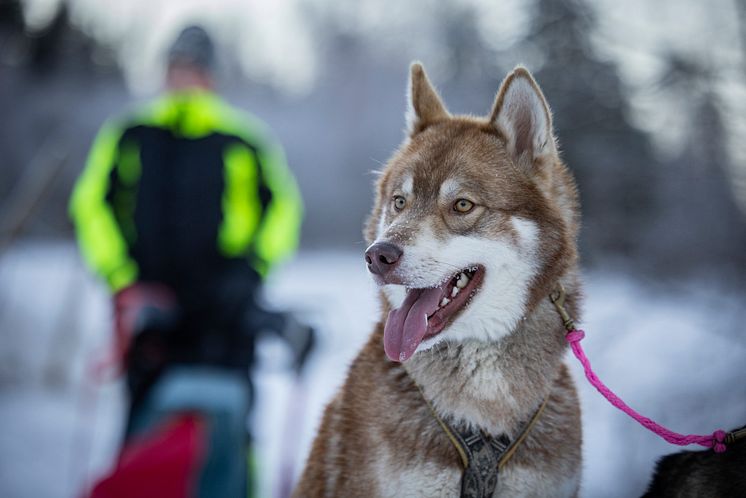 Årets bragdhund 2022 Wild Tribe´s Cáppis. Foto Michael Engman