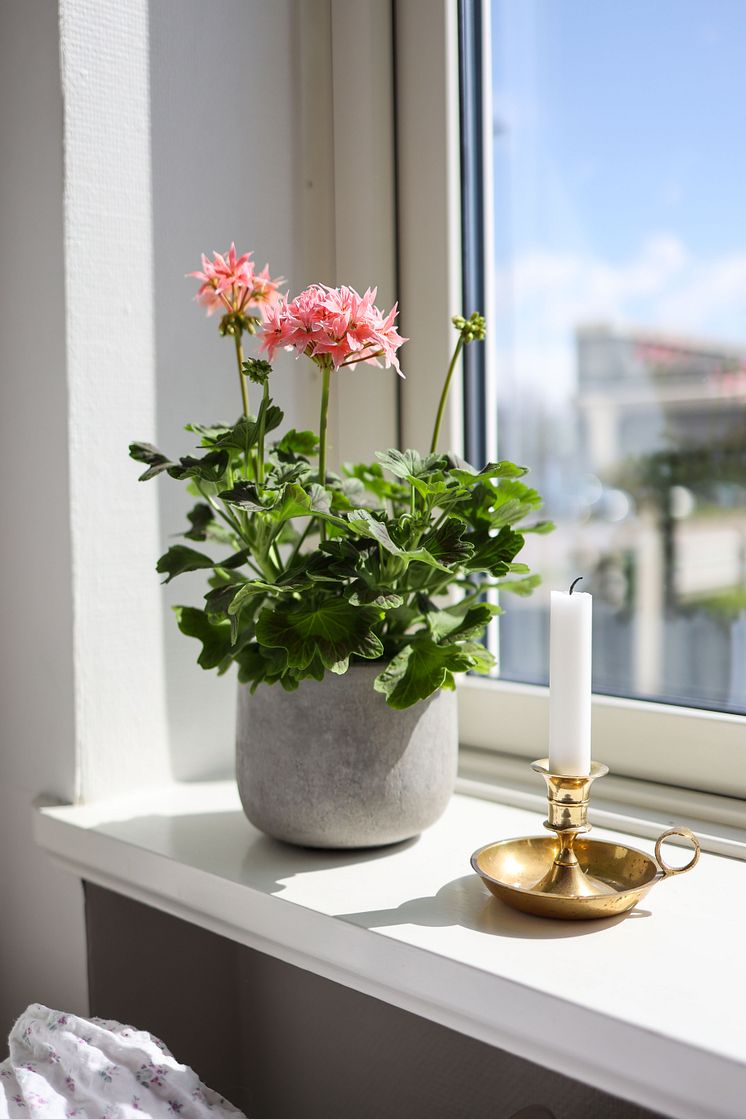Årets Pelargon 2025 Pelargonium Summer Twist Rose foto SydGrönt (13).jpg