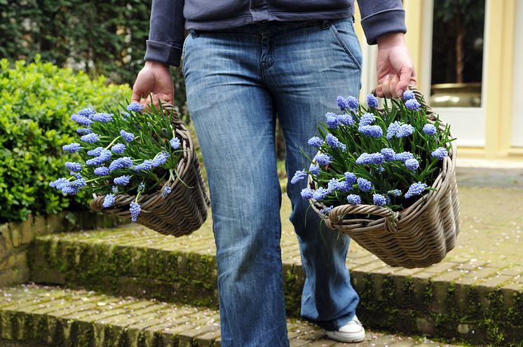 Blå pärlhyacint, Muscari armeniacum