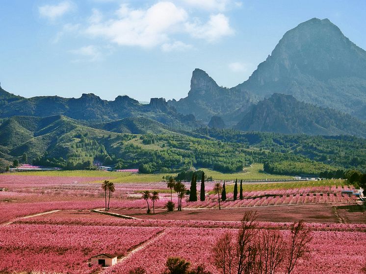 Naturaleza floral en Murcia