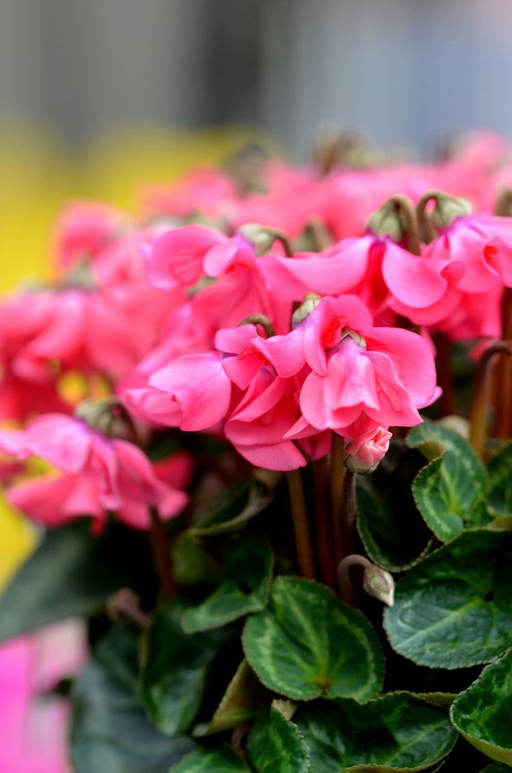 Cyclamen Petticoat