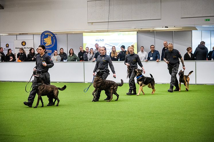 Elmia Hund 2025 väktarhundar.jpg