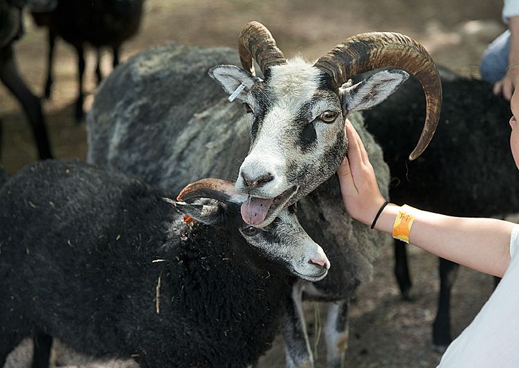 Barnens zoo_Peter Svensson.jpg