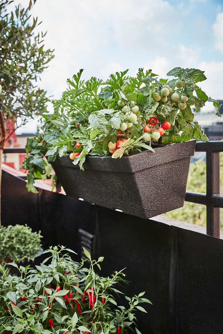 Milla balkonglåda med tomat  Plantagen