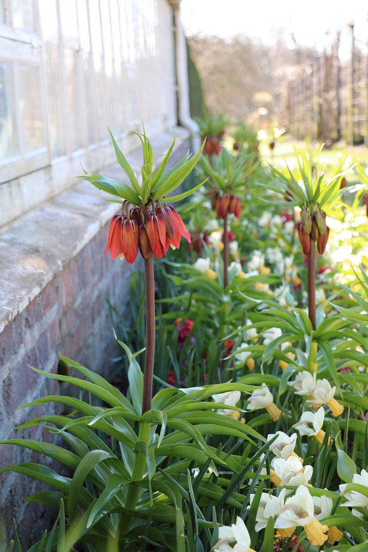 imperialis ’Red Beauty’