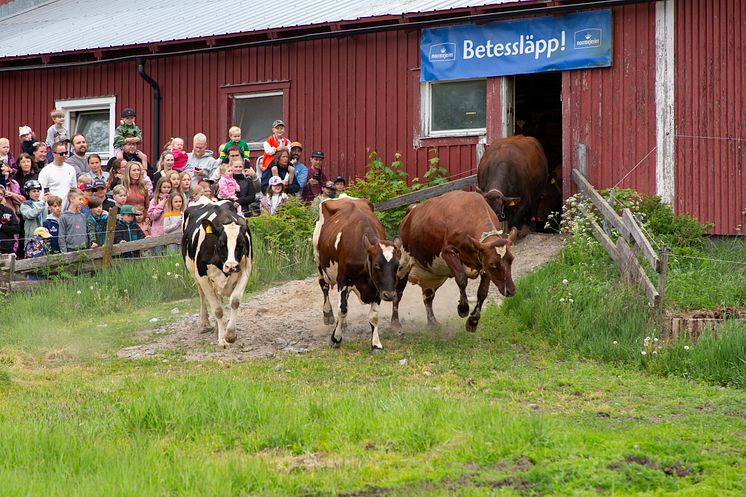 Dags för Norrmejeriers betessläpp 2025 – nu springer korna ut i grönskan!