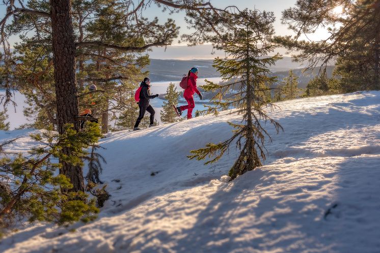 Vintervandring Höga Kusten