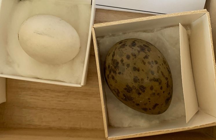 Fågelägg