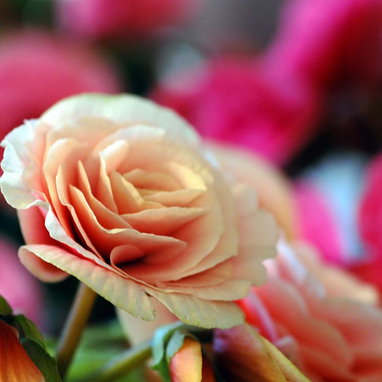 Begonia Big Flower