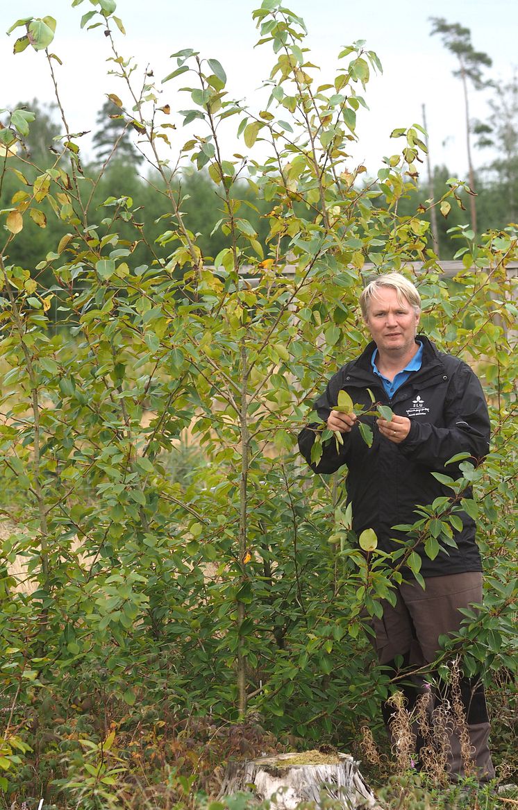 Genombrott för snabbväxande lövträd