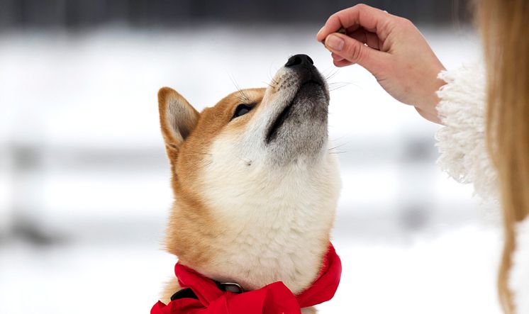 Shiba som gör tricks 