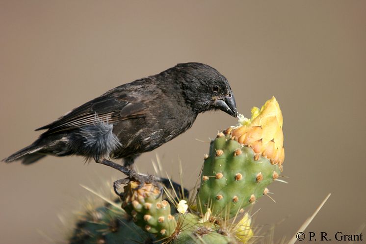 Figure 1. The medium ground finch Geospiza fortis 