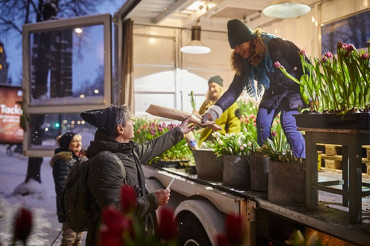 Blomsterfrämjandet sprider tulpanglädje