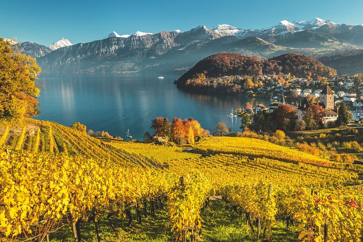 Blick vom Rebberg auf Spiez © Schweiz Tourismus_Fotograf Andreas Gerth