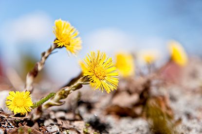 Tussilago Vårkollen