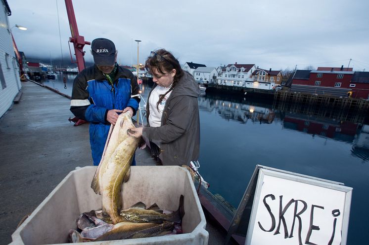 Siv Hilde kauft direkt am Hafen ihren frischen Skrei auf Henningsvaer