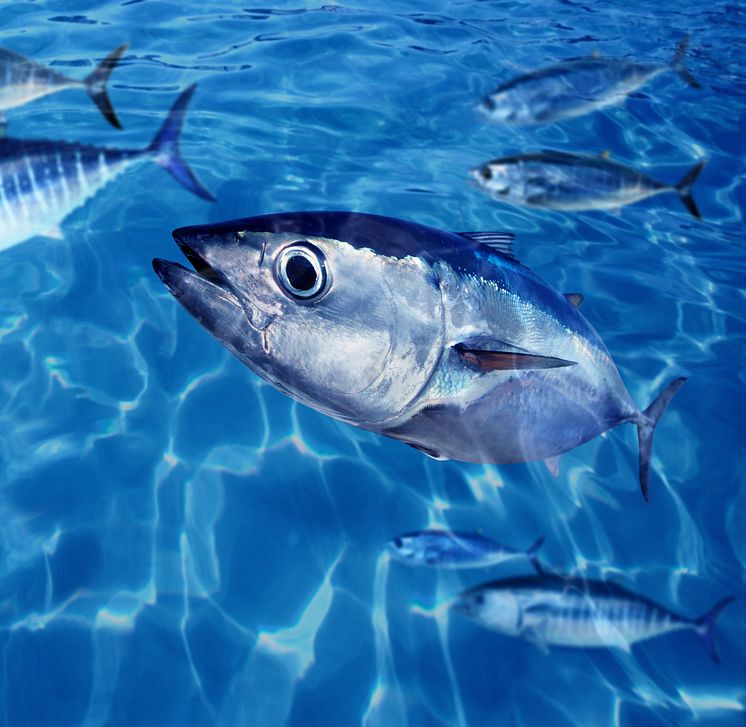 RS11308_Bluefin tuna.jpg