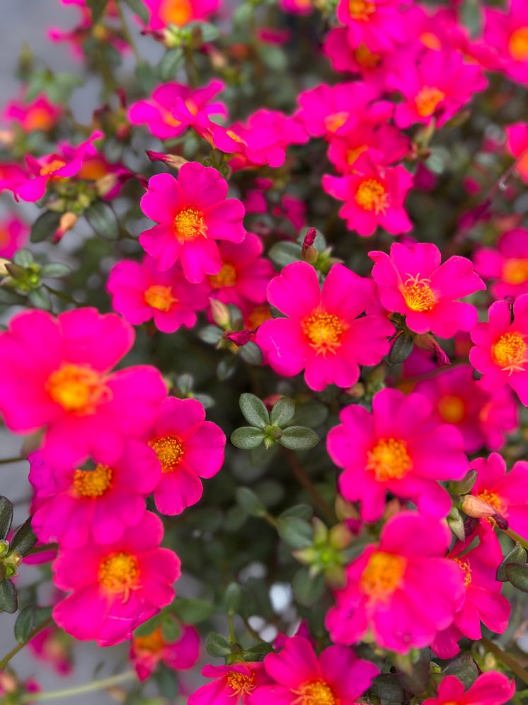 Portulaca oleracea Mega Pazza Dark Pink_2024