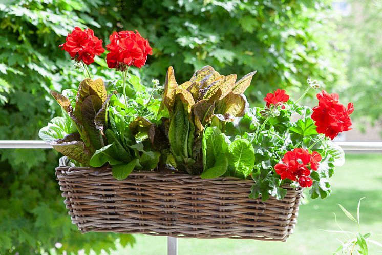 Romansallad och pelargon