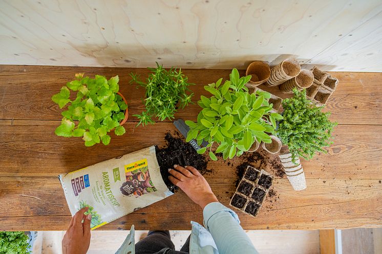 Floragard_Aromatisch Kräuter pflanzen
