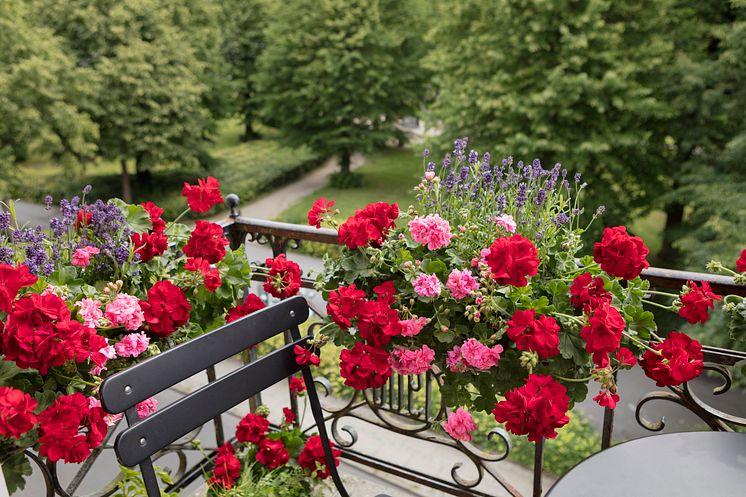 Pelargoner på balkongen