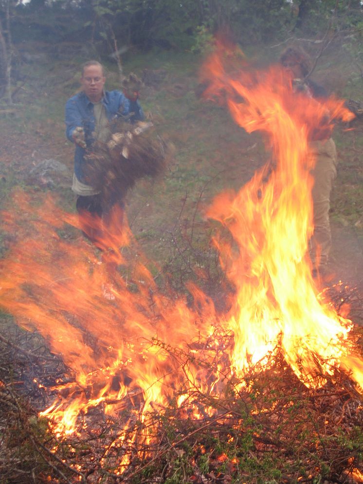 Röjning och eldning