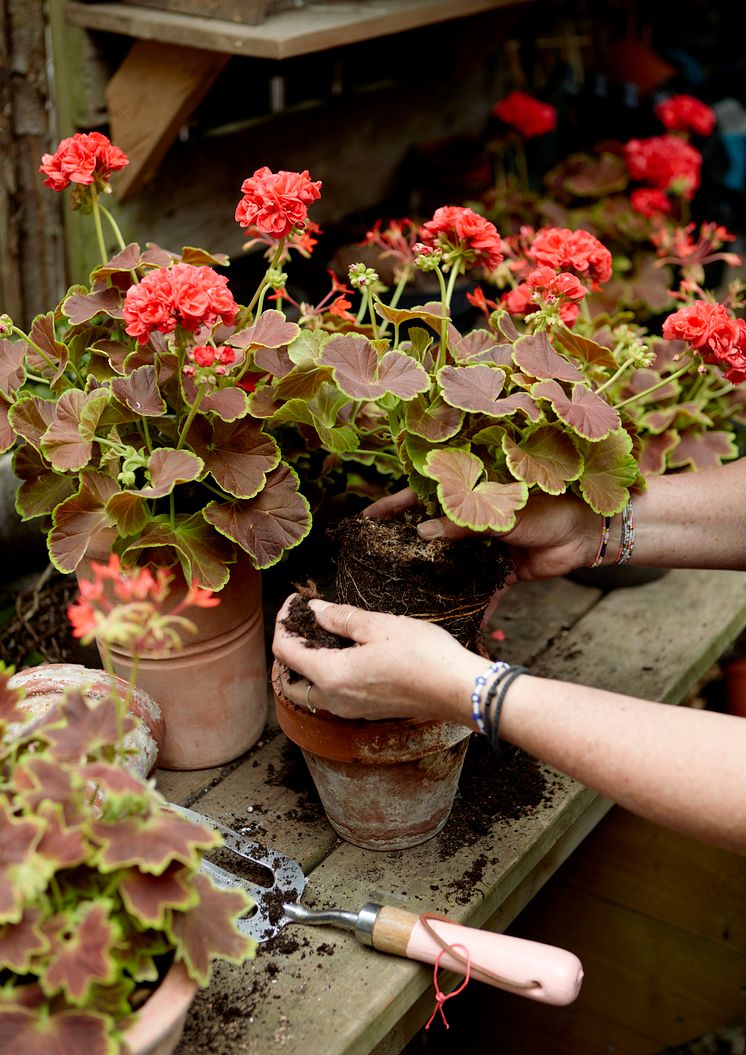 Pelargoner, vild trädgård, 2021